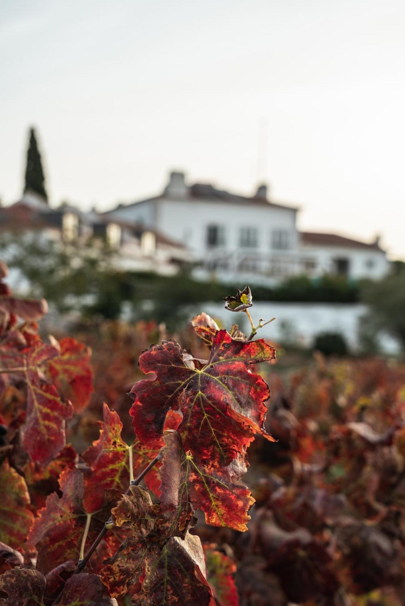 Hotel Casa Palmela - Small Luxury Hotels Of The World, Hotel & Villas Setúbal Exterior foto